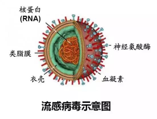 兴化最新流感